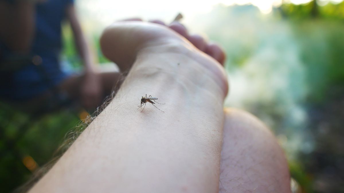 Insektenstiche in Böblingen: Erste Hilfe, richtige Behandlun