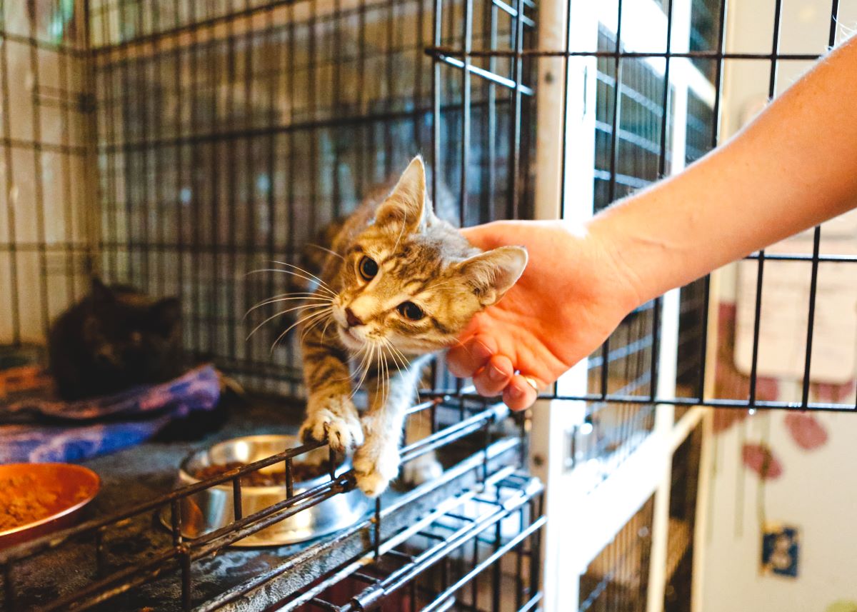 Katze mikrochippen Böblingen — Warum es so wichtig ist