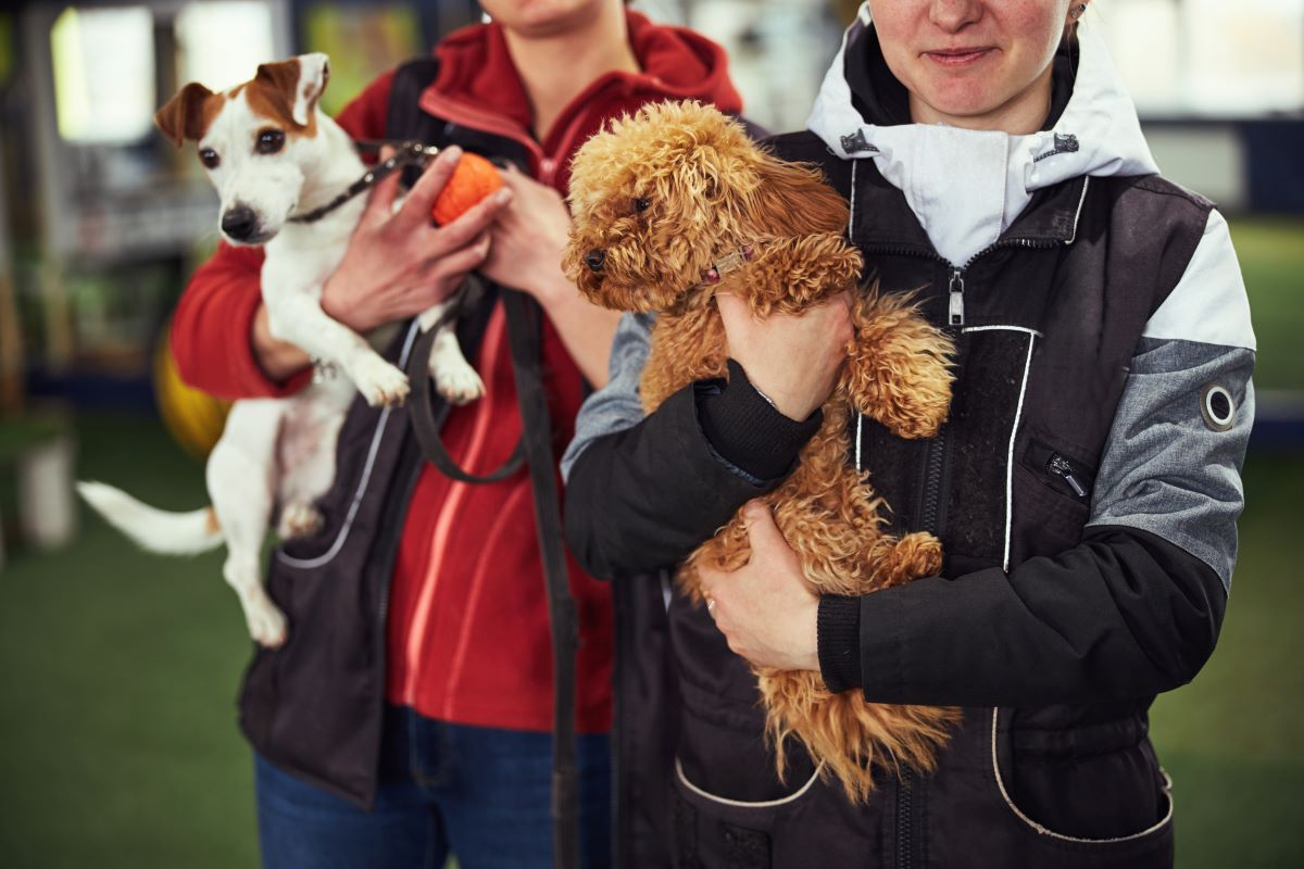Tier adoptieren statt kaufen – Böblingen Tierheim